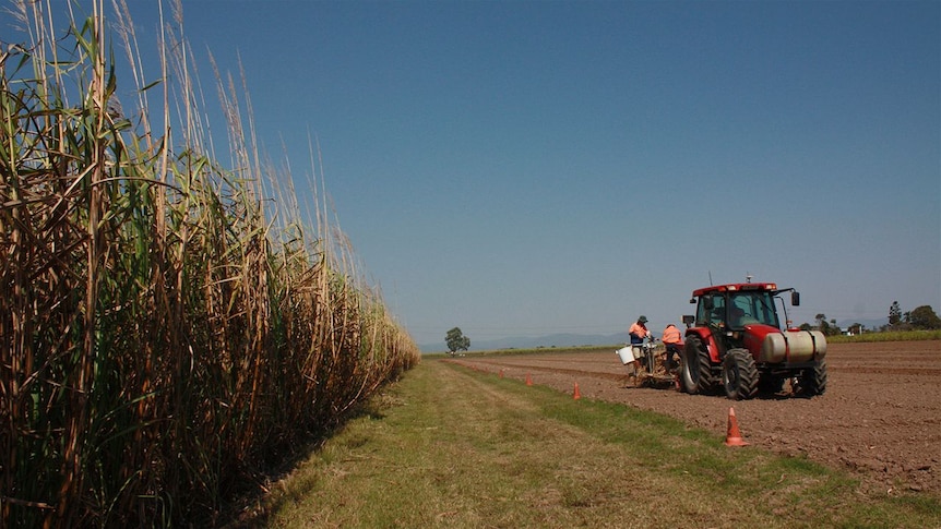 Planting selected cane varieties at the BSES Research Station at Te Kowai near Mackay.