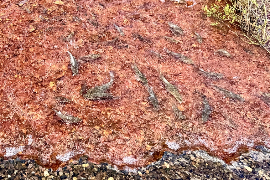 Small fish swimming in a pool of water on red dirt.