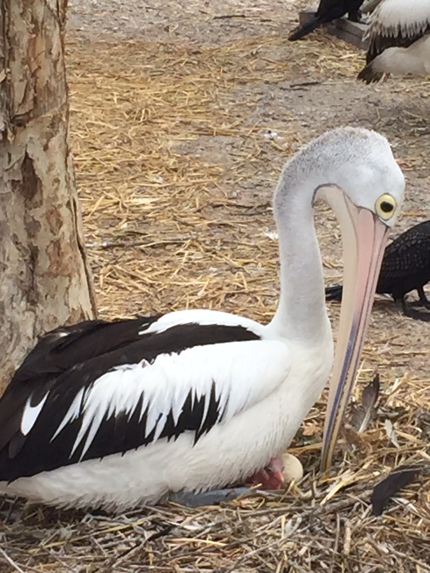 Pelican mother with newborn chick at Twinnies Pelican and Seabird Rescue on Queensland's Sunshine Coast.