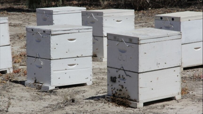 Bee hives