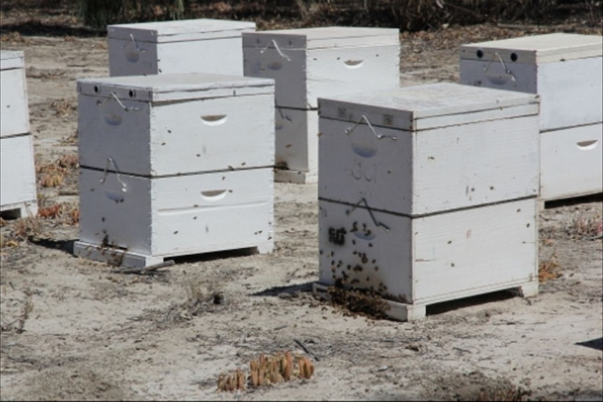 Bee hives