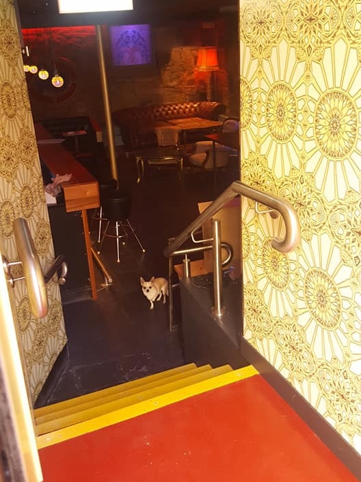 View from entrance into sunken interior of Pablo's Cocktails and Dreams bar, Hobart.