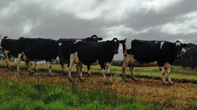 Dairy cows in Tasmania