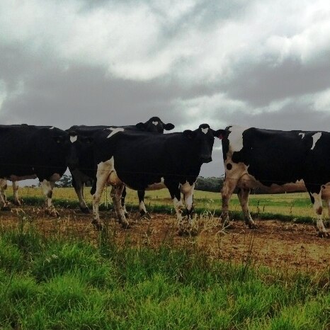 Dairy cows in Tasmania