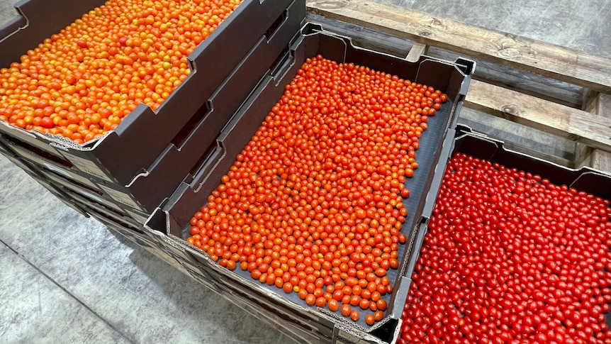 Photo of three boxes with tomatoes in them.