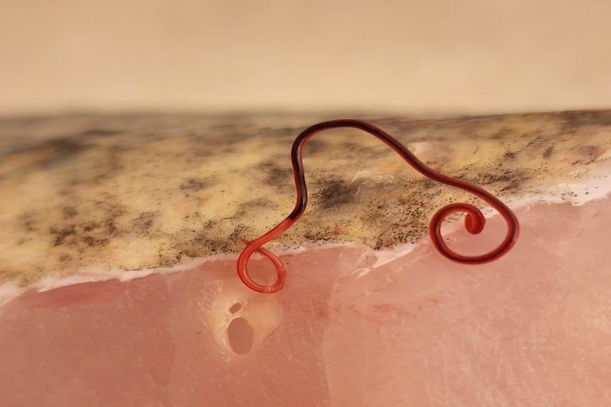 A red parasite lying atop the flesh of a native freshwater fish.