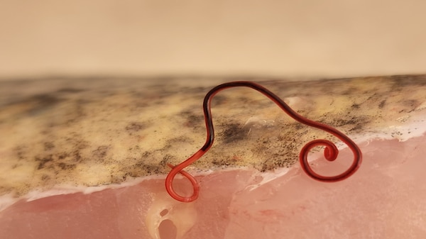 A red parasite lying atop the flesh of a native freshwater fish.