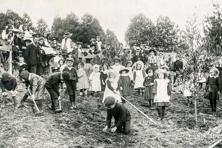 Arbor Day, Neerim South State School, 1908
