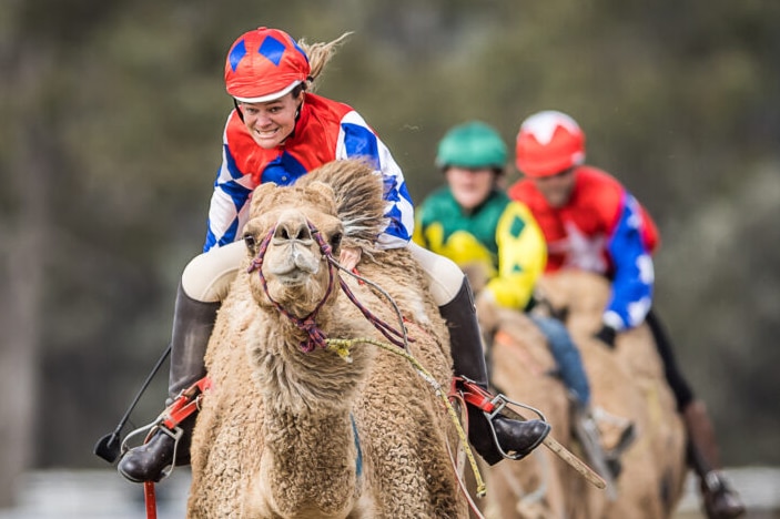 A jockey in red, white and blue silks rides a camel at high speed, with feet in stirrups, strop in hand and hair flying.