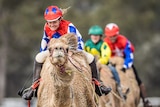 A jockey in red, white and blue silks rides a camel at high speed, with feet in stirrups, strop in hand and hair flying.