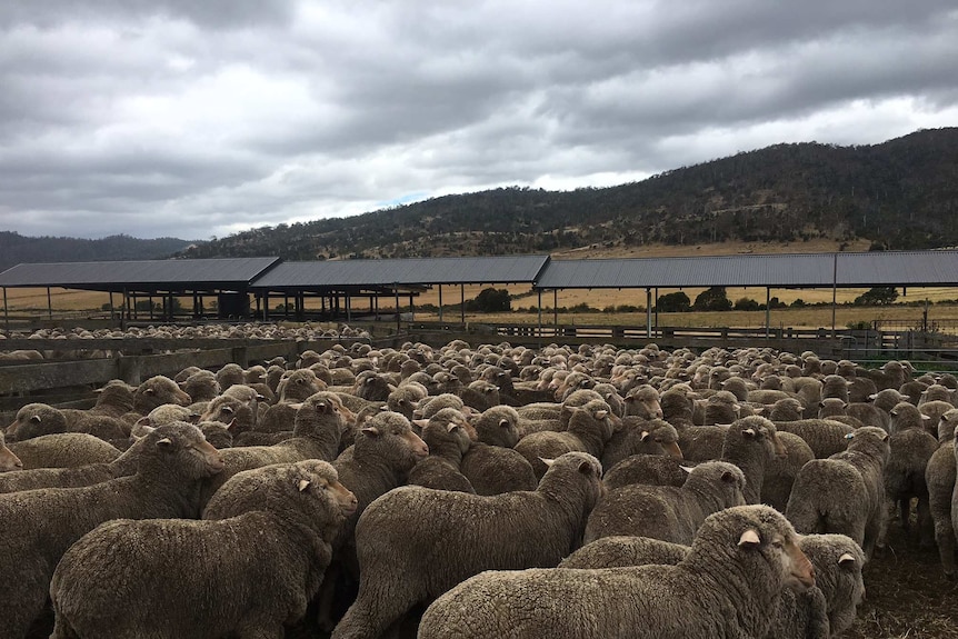 merino sheep are penned