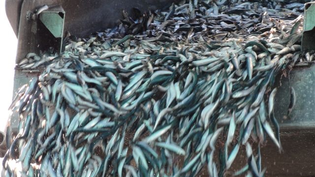 Sardines being unloaded on South Australia's Eyre Peninsula