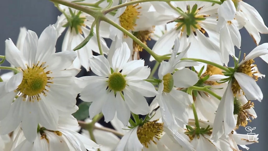 White petalled flowers with yellow stamens