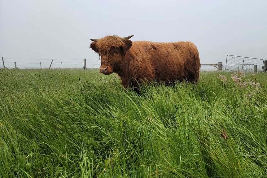 a brown, shaggy cow in field
