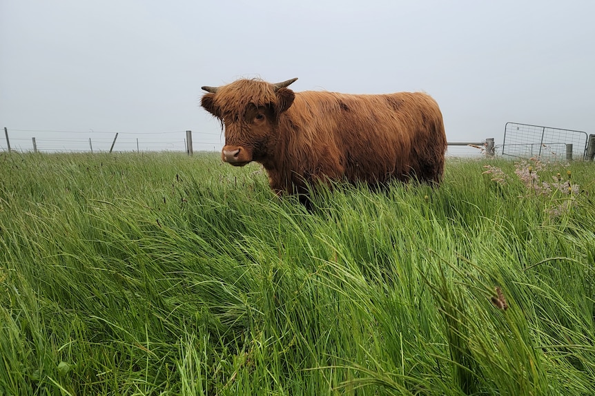 a brown, shaggy cow in field