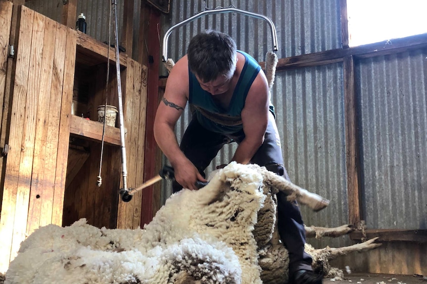 Danny Brown shearing a Merino ewe.