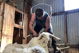 Danny Brown shearing a Merino ewe.