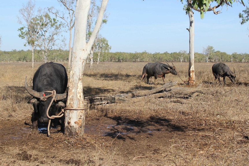 three buffalo tried to trees on a grassy plain.