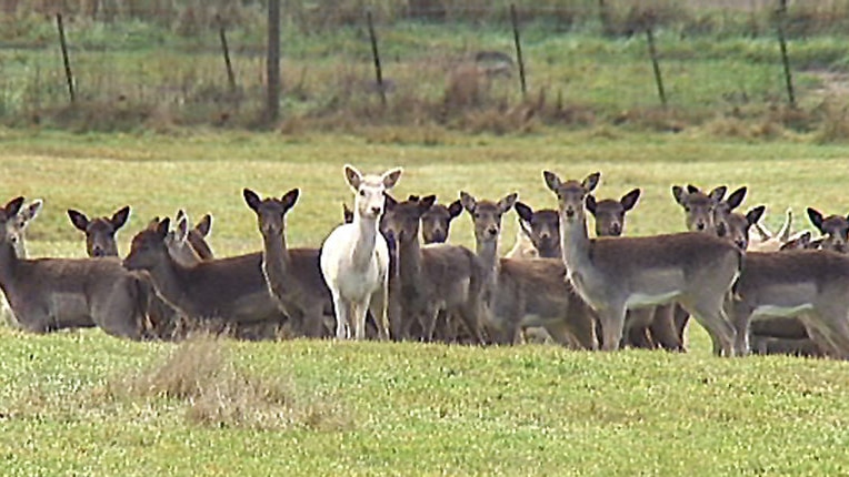 Wild deer in north-west Tasmania.