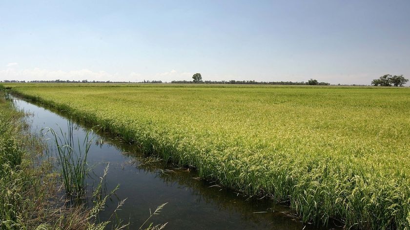 A rice crop in Deniliquin, NSW