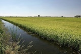 A rice crop in Deniliquin, NSW