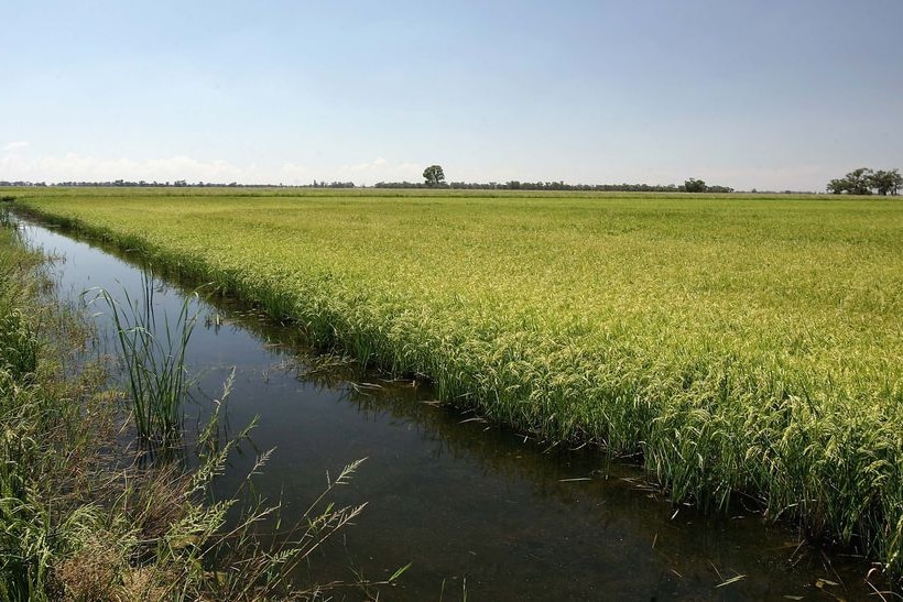 A rice crop in Deniliquin, NSW