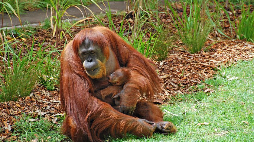 An orangutan baby