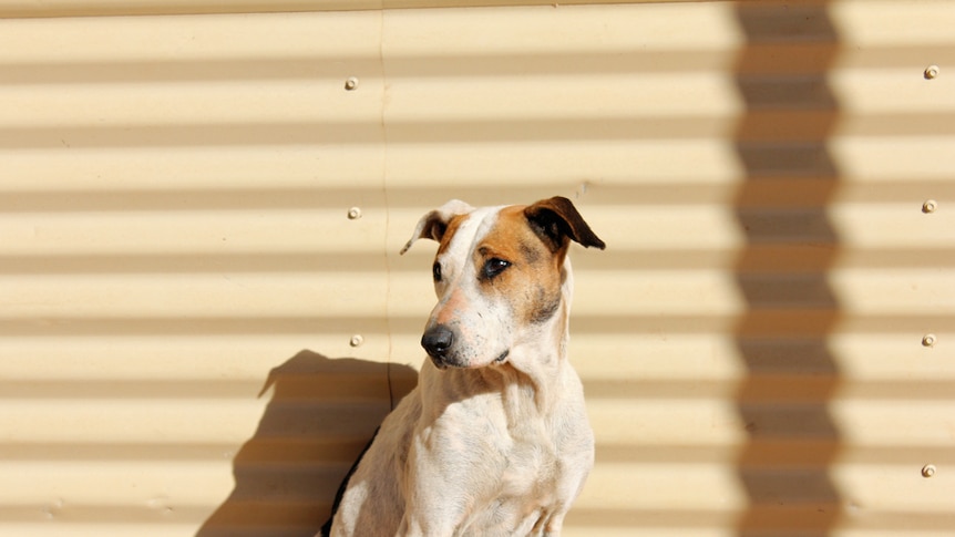 A brown and white dog leaning against corrugated iron wall during the afternoon in Ernabella in the APY Lands.