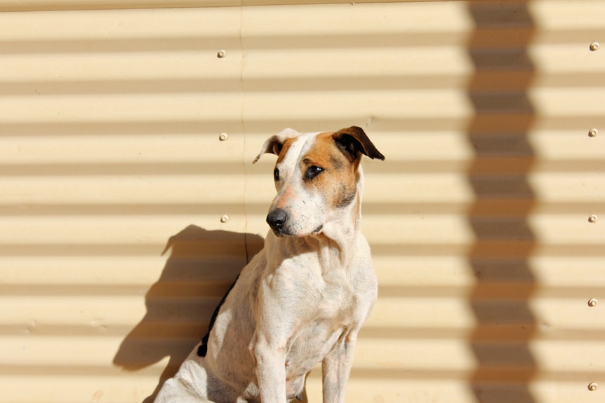 A brown and white dog leaning against corrugated iron wall during the afternoon in Ernabella in the APY Lands.