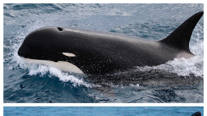 A composite image showing two killer whales that look different.