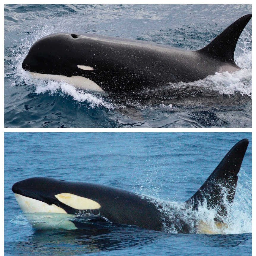 A composite image showing two killer whales that look different.
