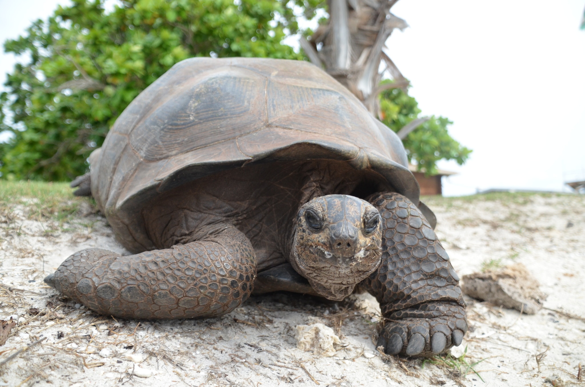 Uma grande tartaruga terrestre com escamas marrons em um close de praia olhando para o cano da câmera.
