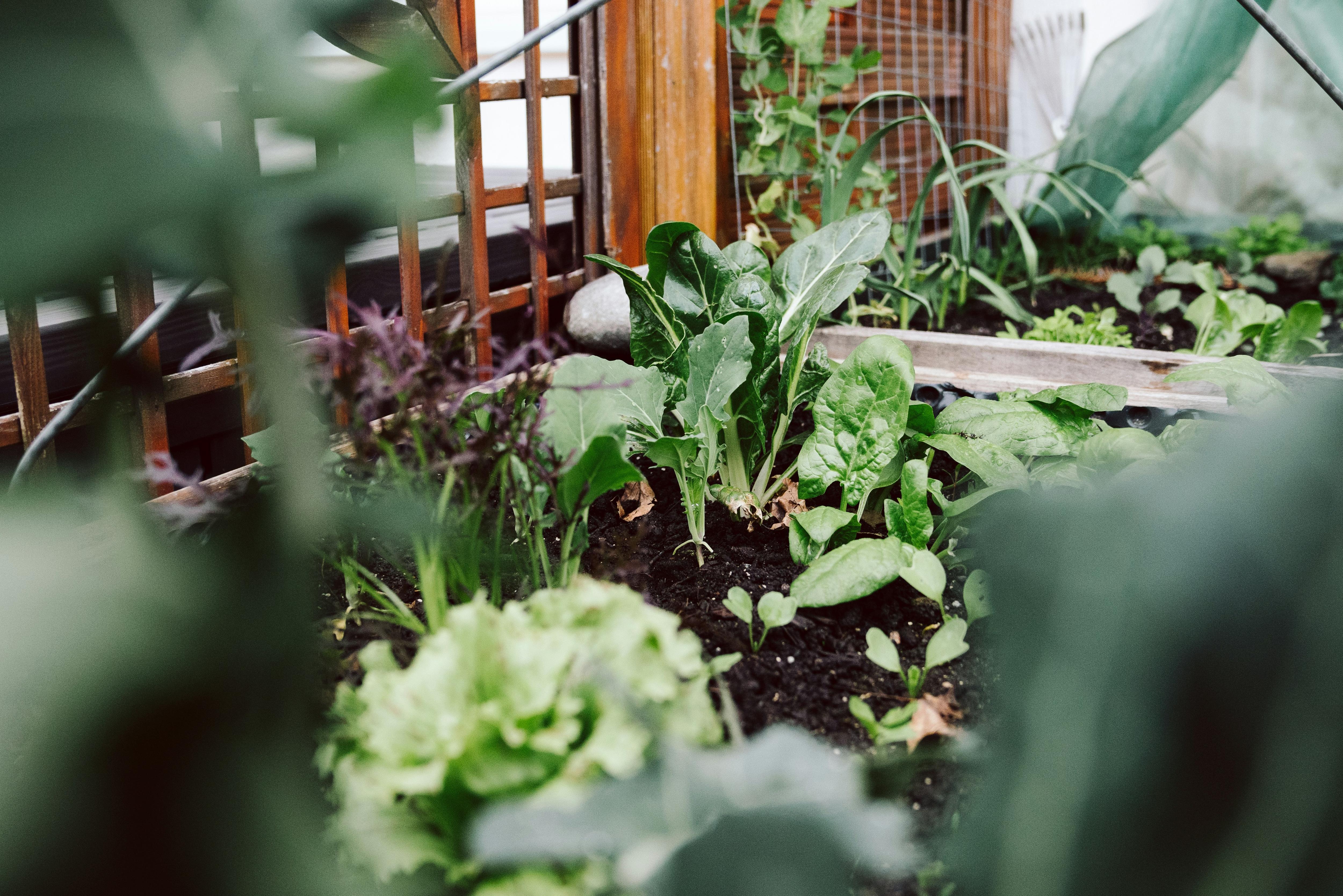 Here are the gardening hacks that actually work (and the ones that don't) - ABC News & Headlines – Australian Broadcasting Corporation