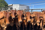 A close up of red brahman cattle in a pen at the Charters Towers saleyards