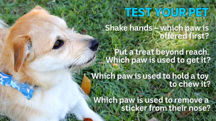 Infographic: Instructions on how to test your pet for handedness imposed over the top of a photo of a terrier dog