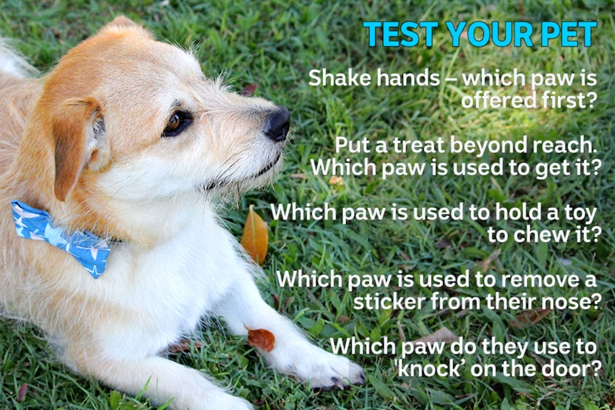 Infographic: Instructions on how to test your pet for handedness imposed over the top of a photo of a terrier dog