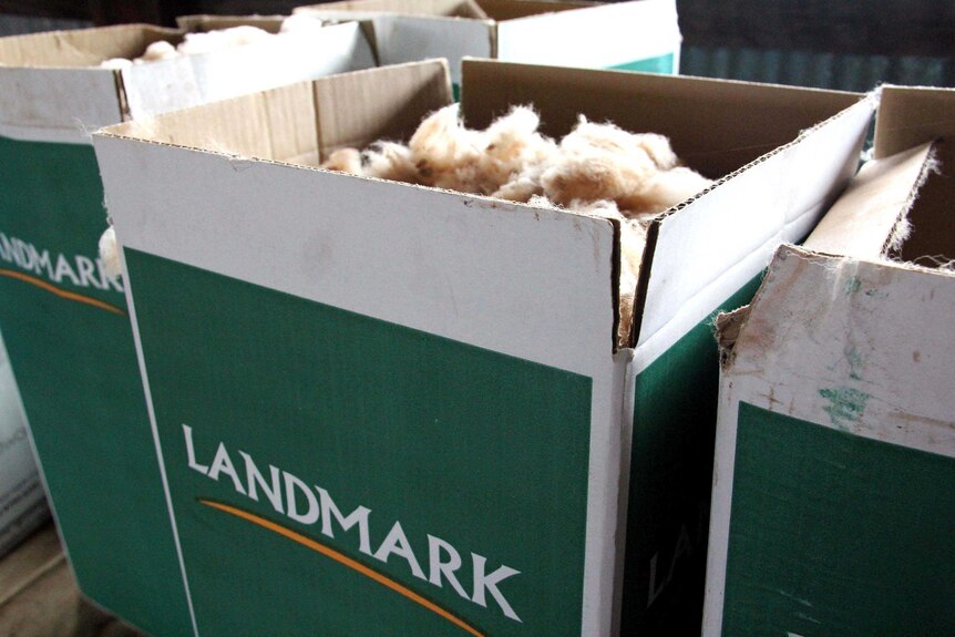 Wool sits in a Landmark box.