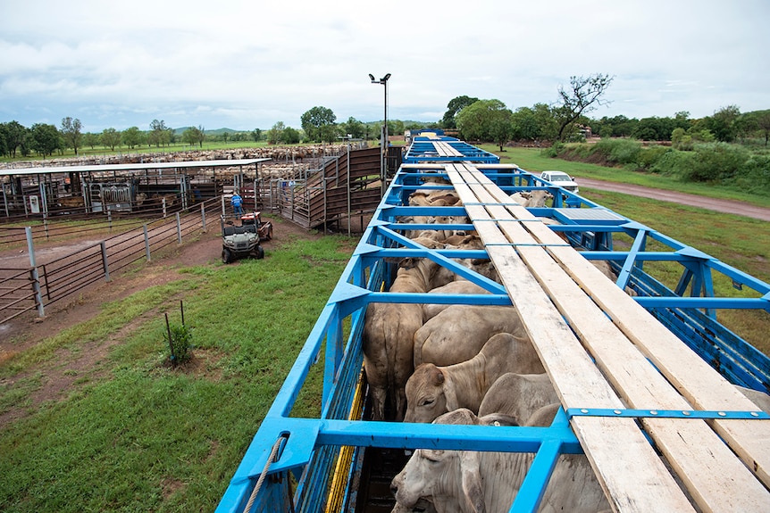 Cattle are being loaded a truck from a set of export quarantine yards bound for the Darwin port.