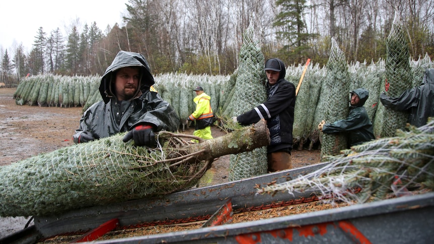 Workers in rainproof gear load wrapped pine trees onto a conveyor belt.