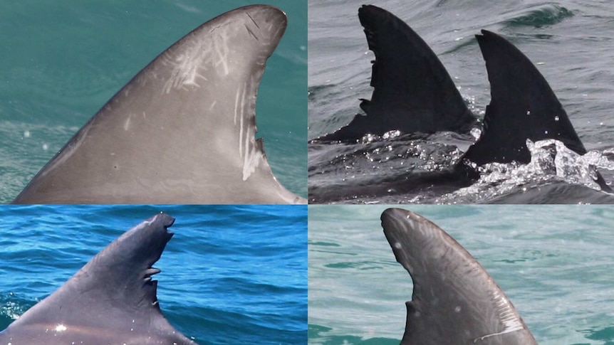 Dolphin fins