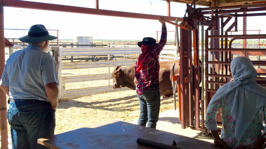 Indonesian professionals working with cattle in the yards at the Longreach Pastoral College.