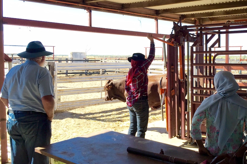 Indonesian professionals working with cattle in the yards at the Longreach Pastoral College.