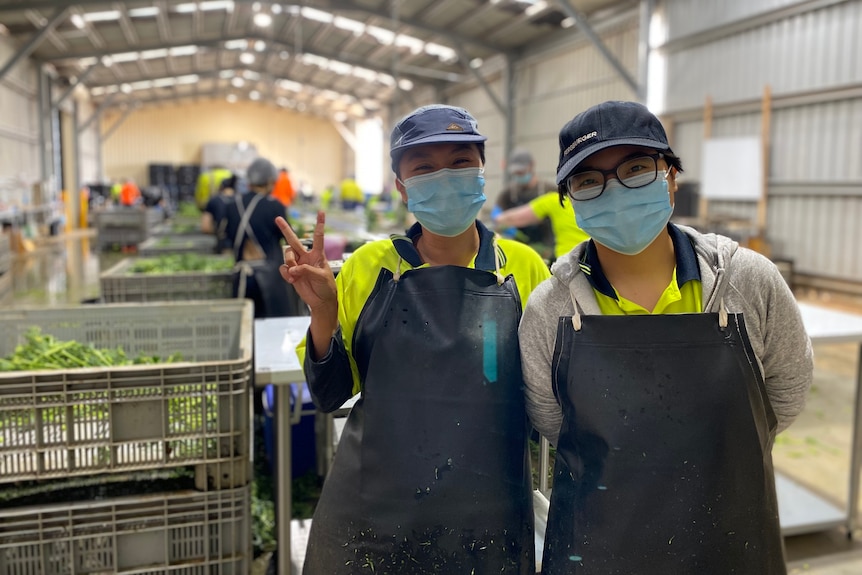 Mask wearing workers Ha Thanh Truc and Leung Hui Lam enthusiastically pose for a photo in a busy broccolini processing plant