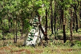 The wing of the crashed Cessna 210 viewed through the trees
