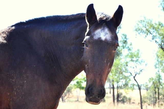 Brown horse standing in a green paddock looking at the viewer with a white patch on its forehead.