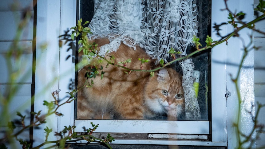 A cat sits at the window.