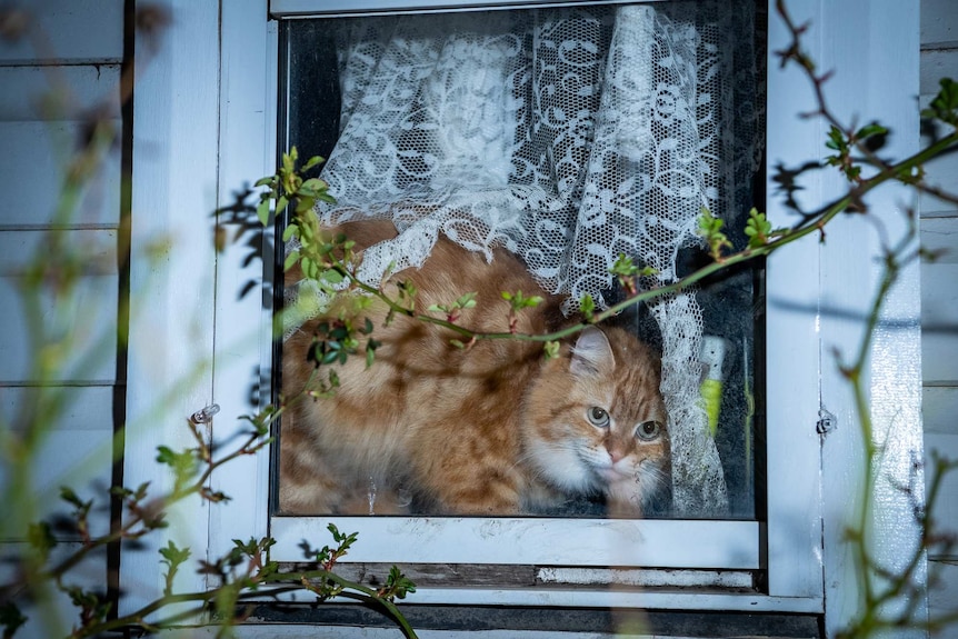 A cat sits at the window.