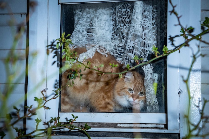 A cat sits in a window frame.