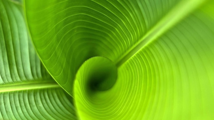 Unfurling light green leaves viewed from above