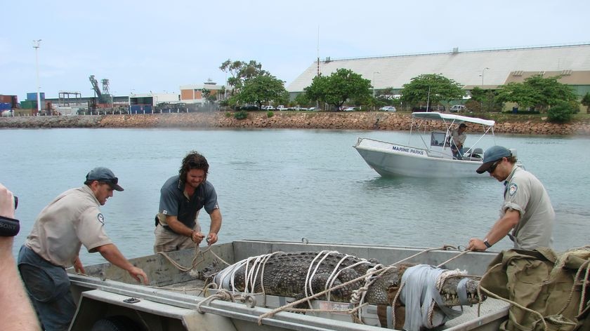 Qld EPA officers load captured crocodile into trailer in Townsville in north Qld